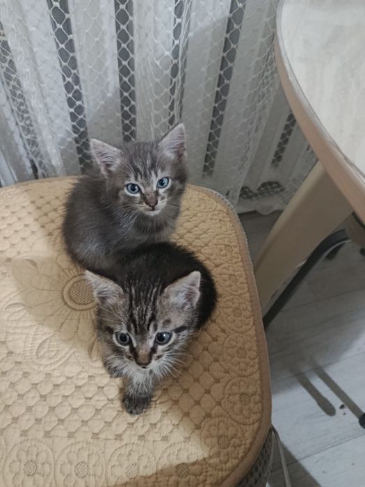 От дам котят в хорошие руки