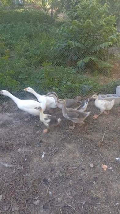 Goz sotiladi 180 dan
