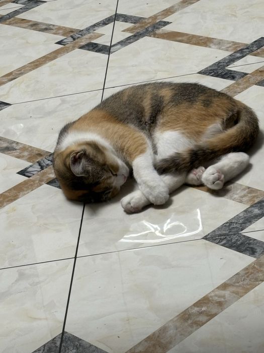 продаю кошку порода шиншила 8 месяцев