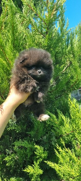 Померанче померанче