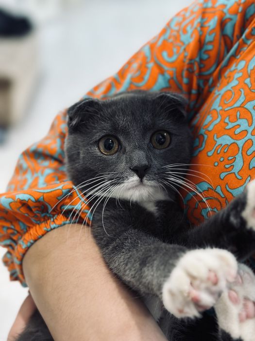 Шатландский кот Кошка мысык