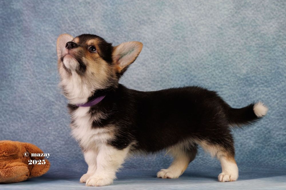 Щенок вельш корги