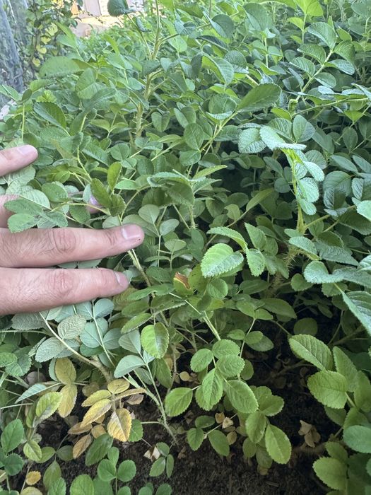 Роза ругоза.          .