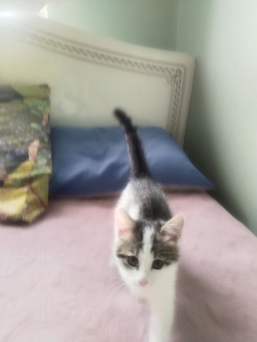 Котёнок кошка мысык мальчик