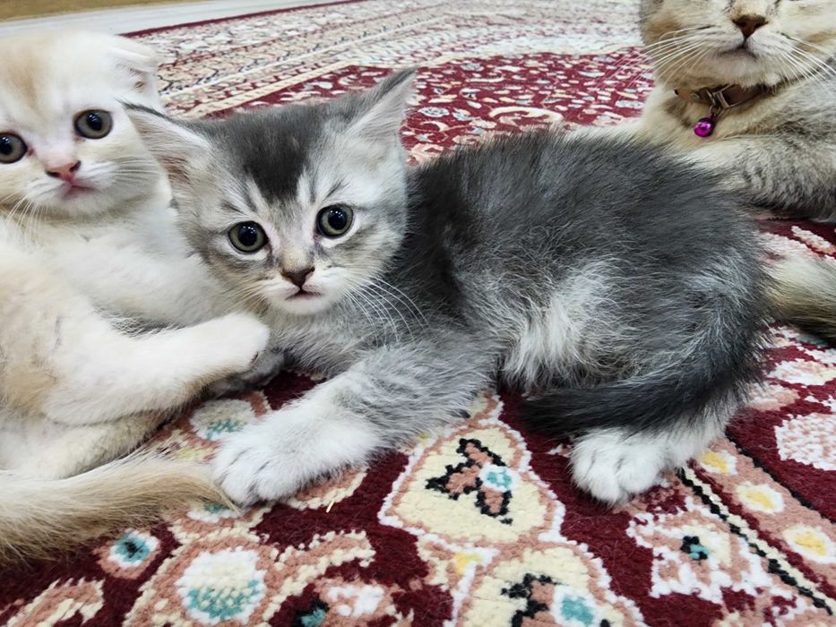 Британские страйт