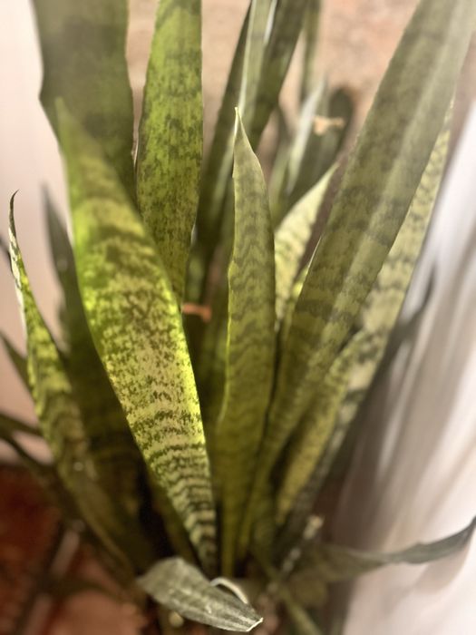 Тещин язык. Для офиса и дома