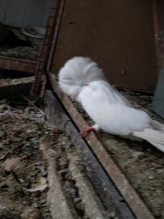 Голуби якобины пара