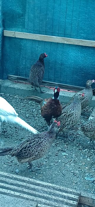 Fazani comuni masculi si femele de anul trecut