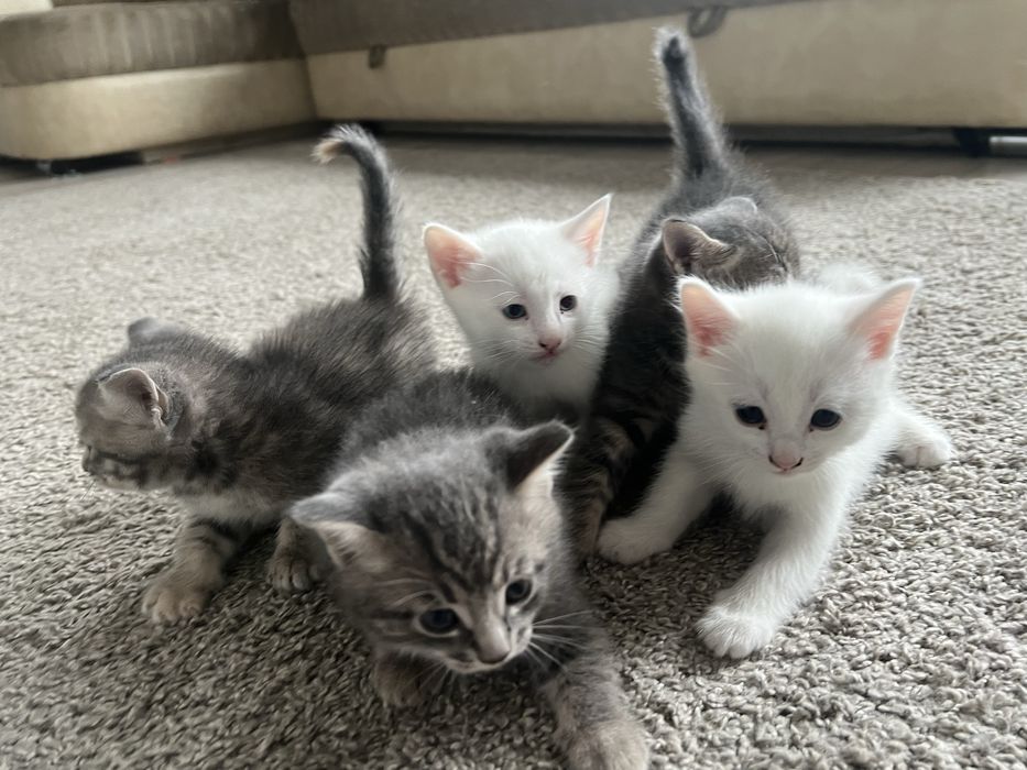Котята бесплатно