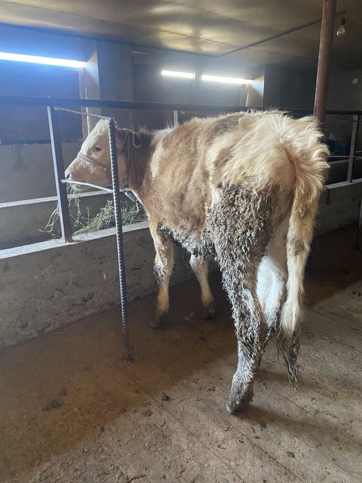 Тана сатылады  .