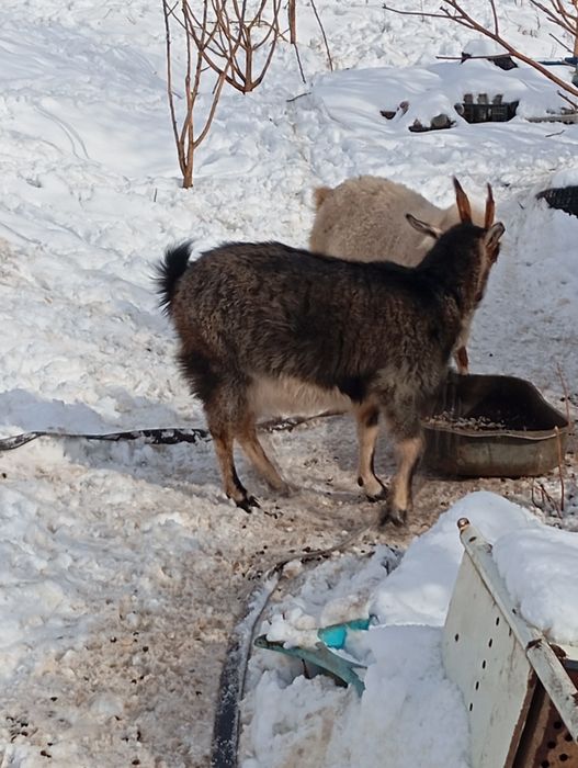 Козы породистые ,молочные.