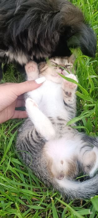 Donez 6 puiuți de pisica + o cățelușa.