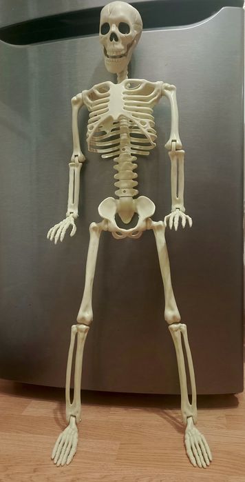 Скелет человека 170 см
