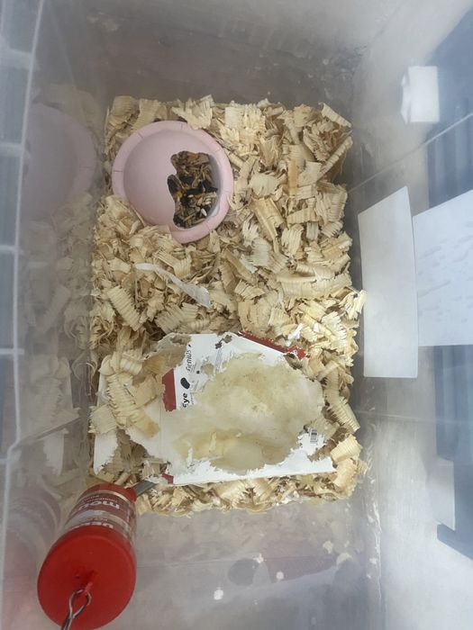 Продам хомяка! С домиком