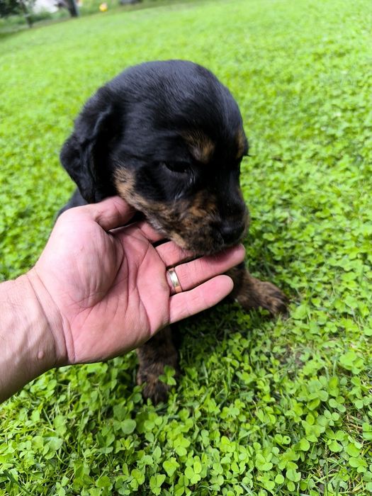 Donez căței  metis labrador