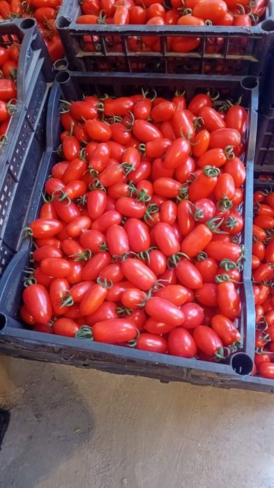 Помидор сотамиз оптомга Туркманистоники