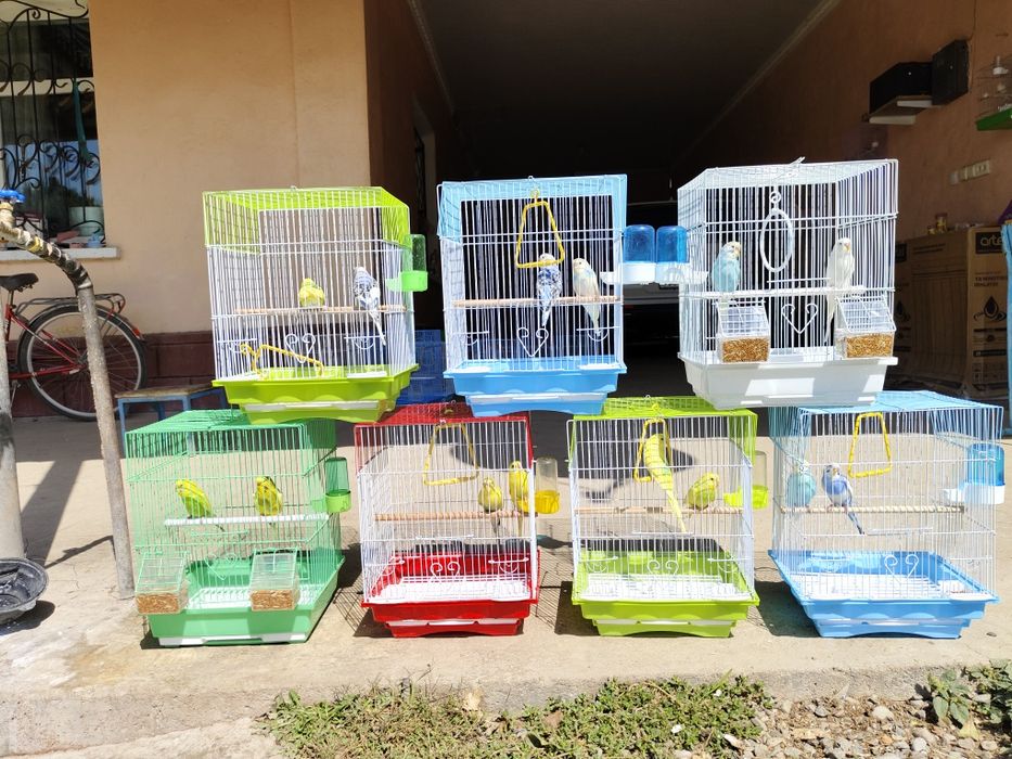 Попугай комплект