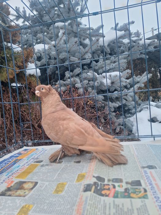 Продам жёлтого самца