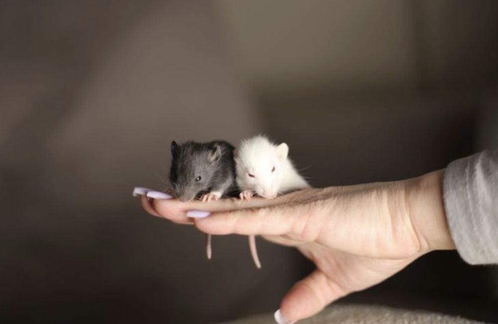 Крысята дамбо в продаже