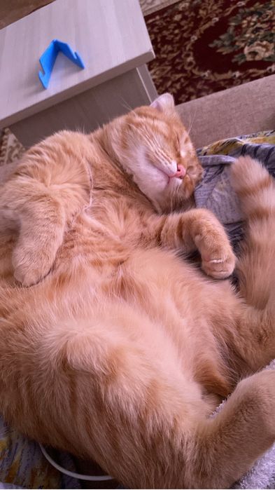 От дам даром в добрые руки кота