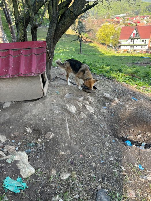 Donez căței de stână