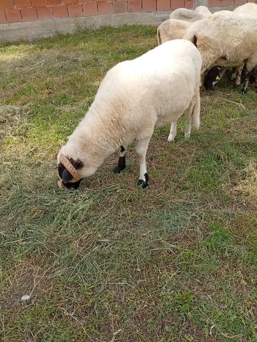 De vânzare un berbec mior vârstă 1 an rasa țurcan breaz!