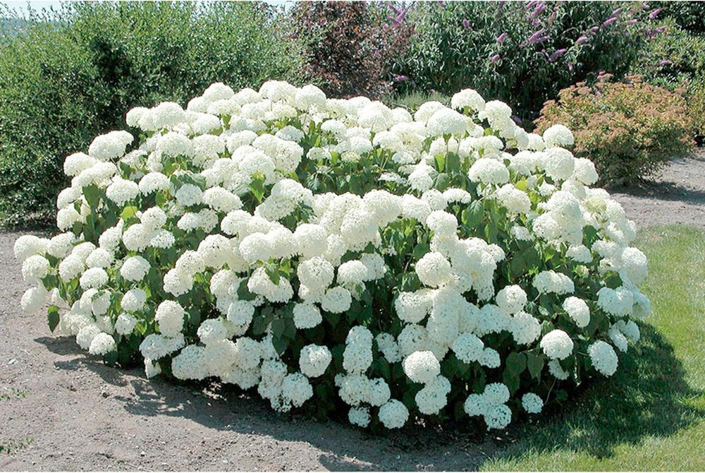 Гортензия древовидная