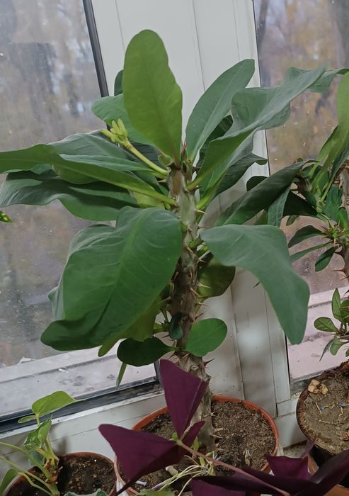 Продаю цветы бегония, фикус, молочай