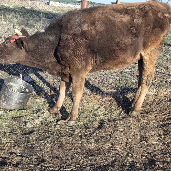Каровы,сыиыр таинша