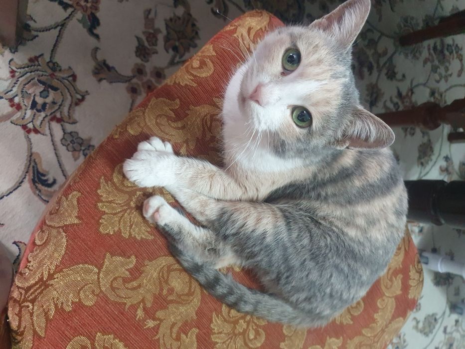 Отдам беремменую кошку в хорошие руки