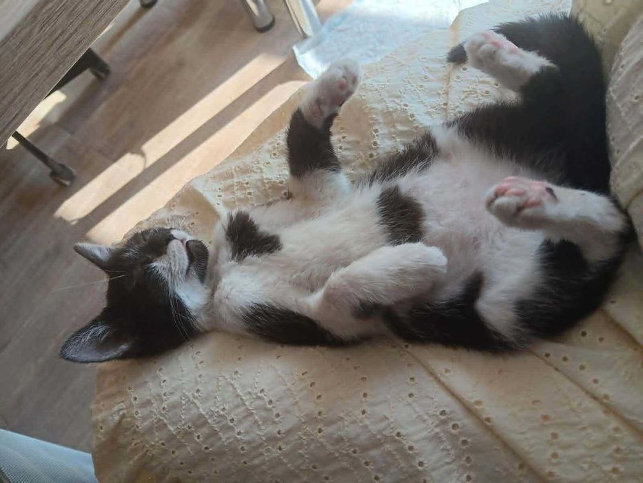 Котенце- момиченце на 3 месеца търси дом