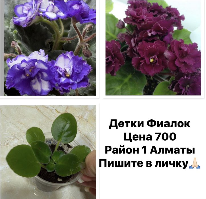 Фиалки продам детки и взрослую