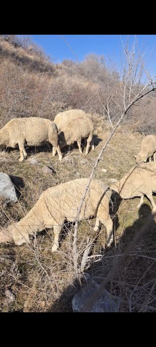 Бараны , койлар .