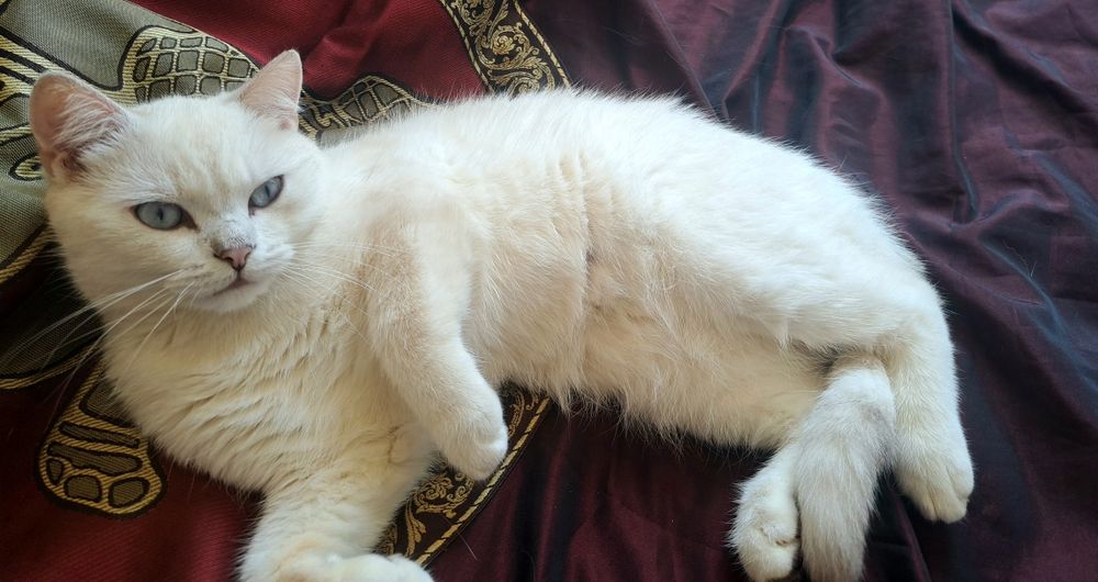 Котенца шотландски/британски