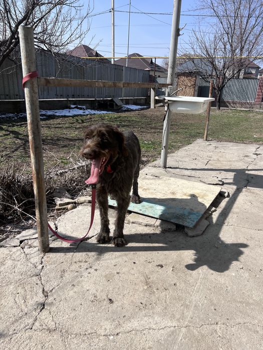 Прдаеться Дратхаар