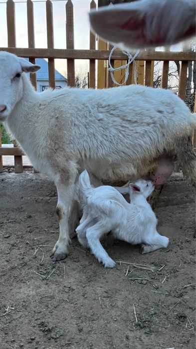 Коза зааненнская дойная