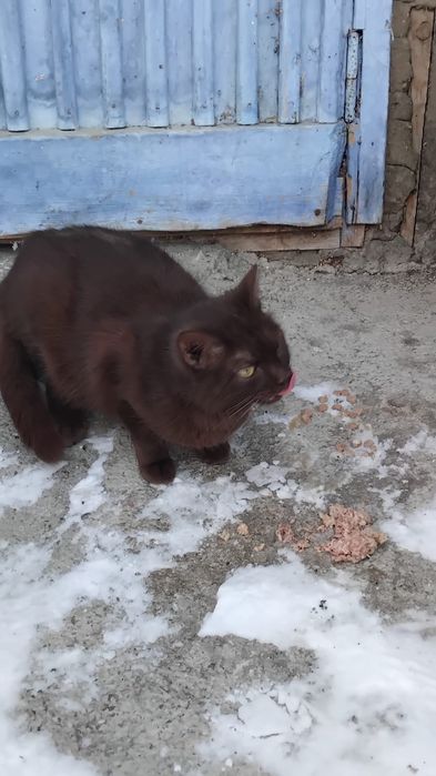 Отдам в добрые руки кошечку