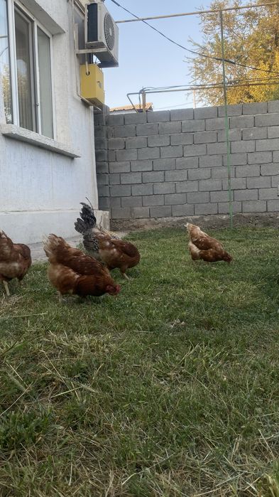 Ломан браун сатылады тауыктар
