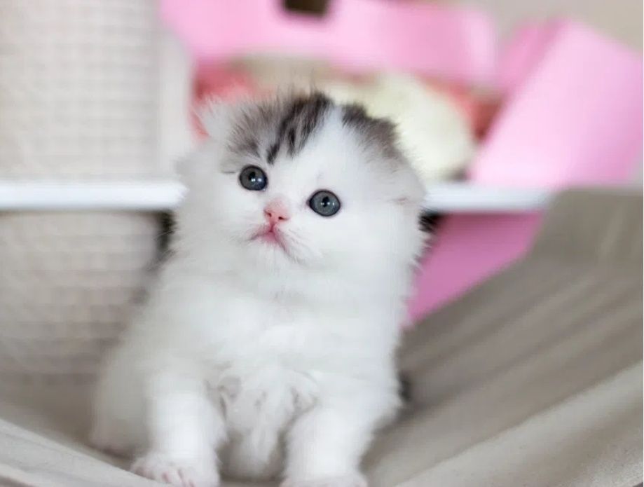 Девочки 1.5 очень ласвовые и милые