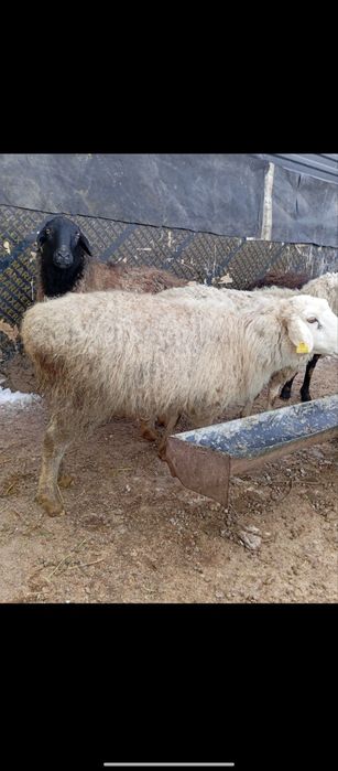 Продаются бараны жирные 24/7