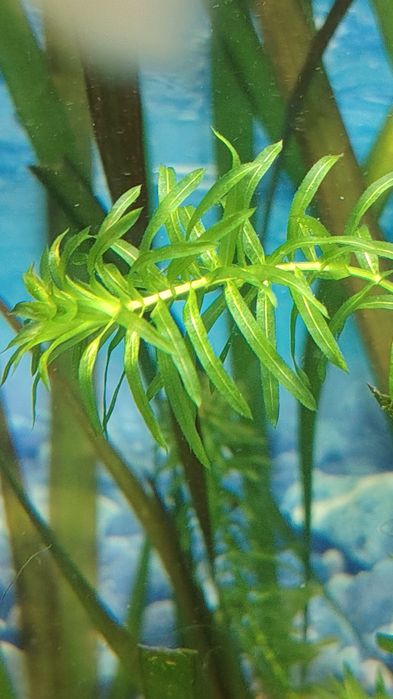 Аквариумные растения