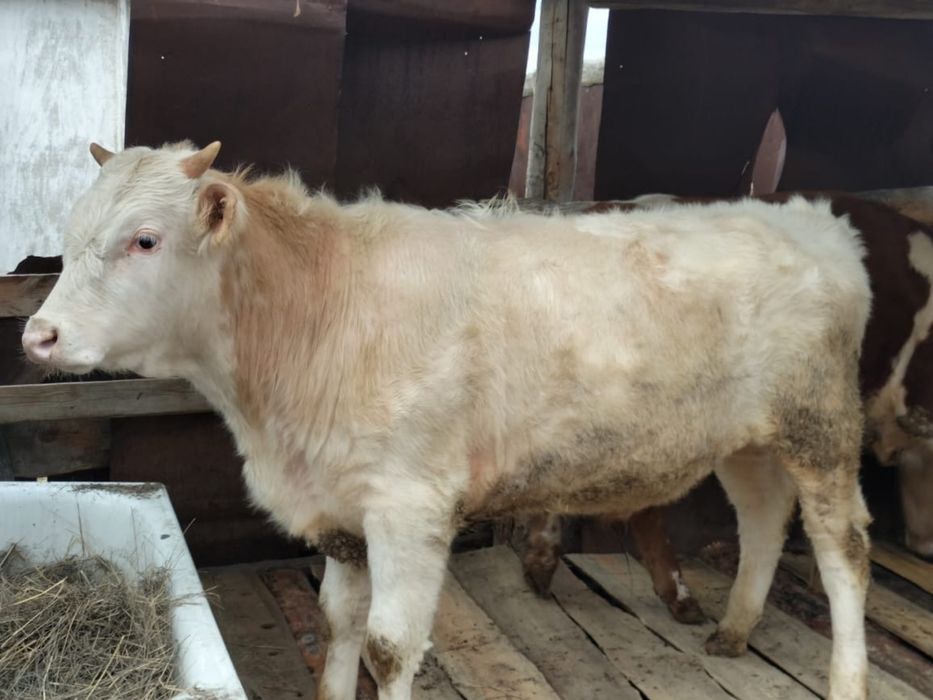 Крупно рогатый скот