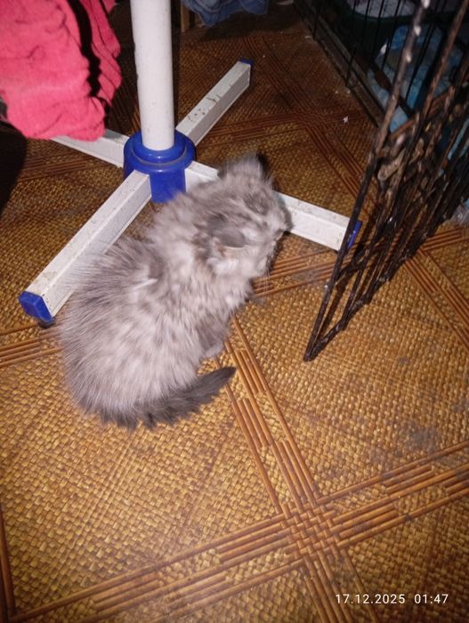 Британские   котята