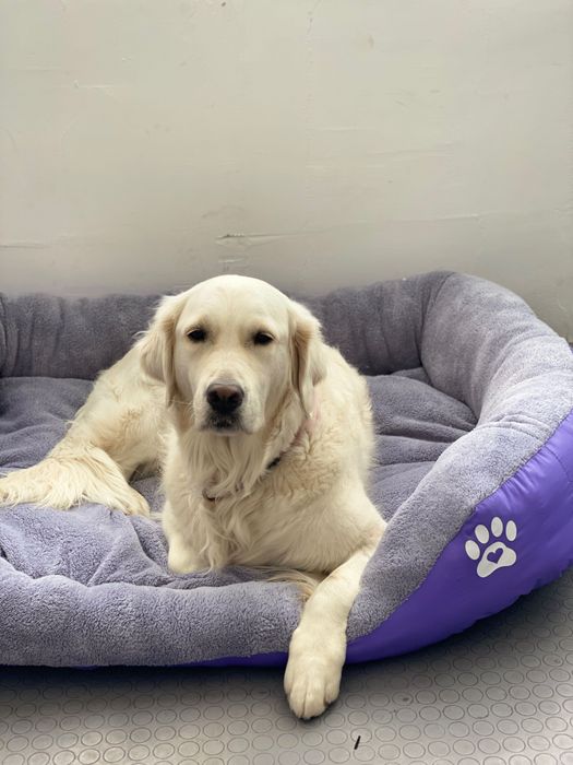 Легло за голямо куче с лапичка ХХЛ лилаво