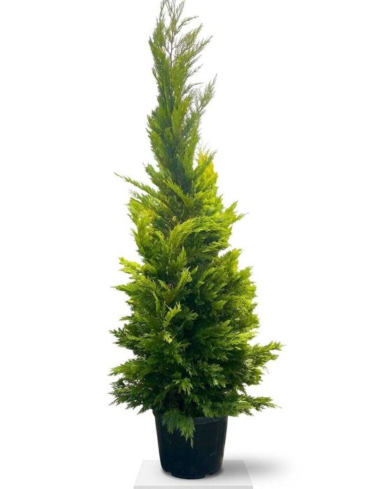 Echipă Profesională pentru Amenajări Grădini – Livrare și Montaj