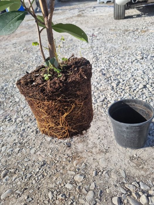 Gard viu Photinia Red Robin