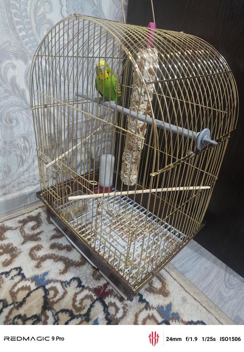 Продам попугай с клеткой