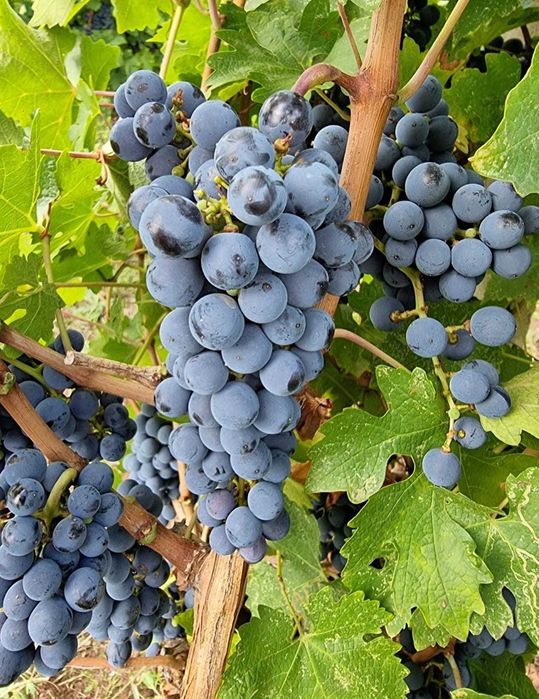 Struguri pentru Vin - Cabernet Sauvignon