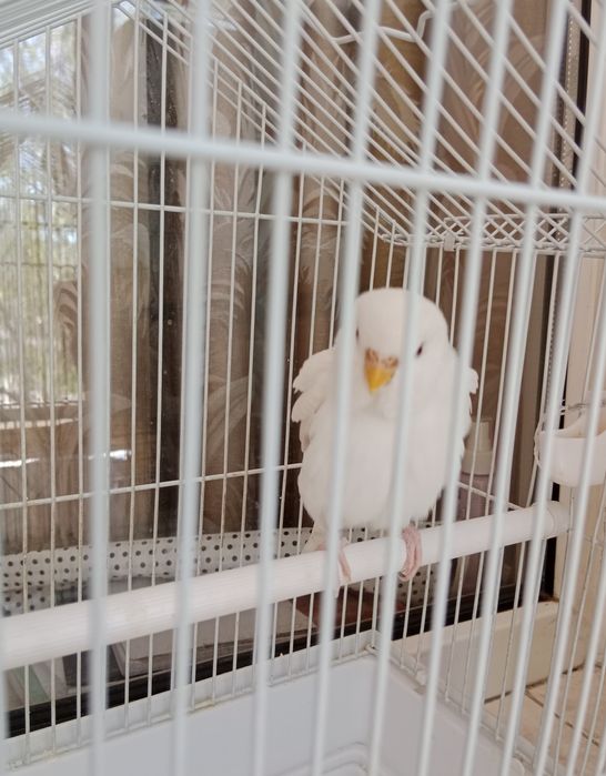 Продам попугай с клеткой