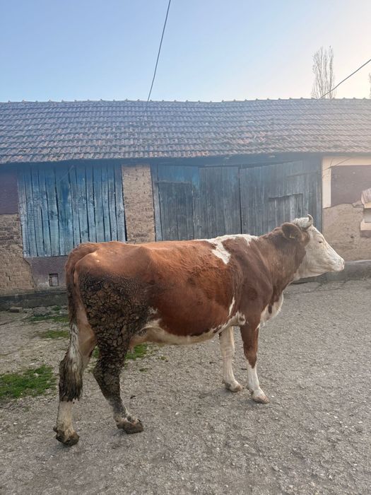 Vând vacă bălţată românească